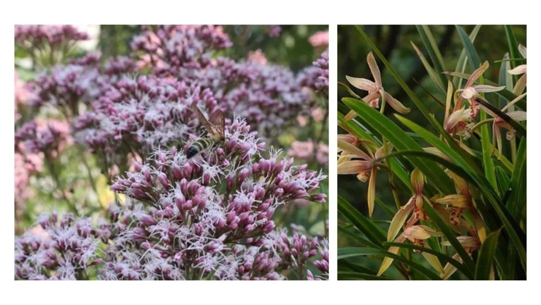 香精與香料(99)—佩蘭(Eupatorium fortunei )