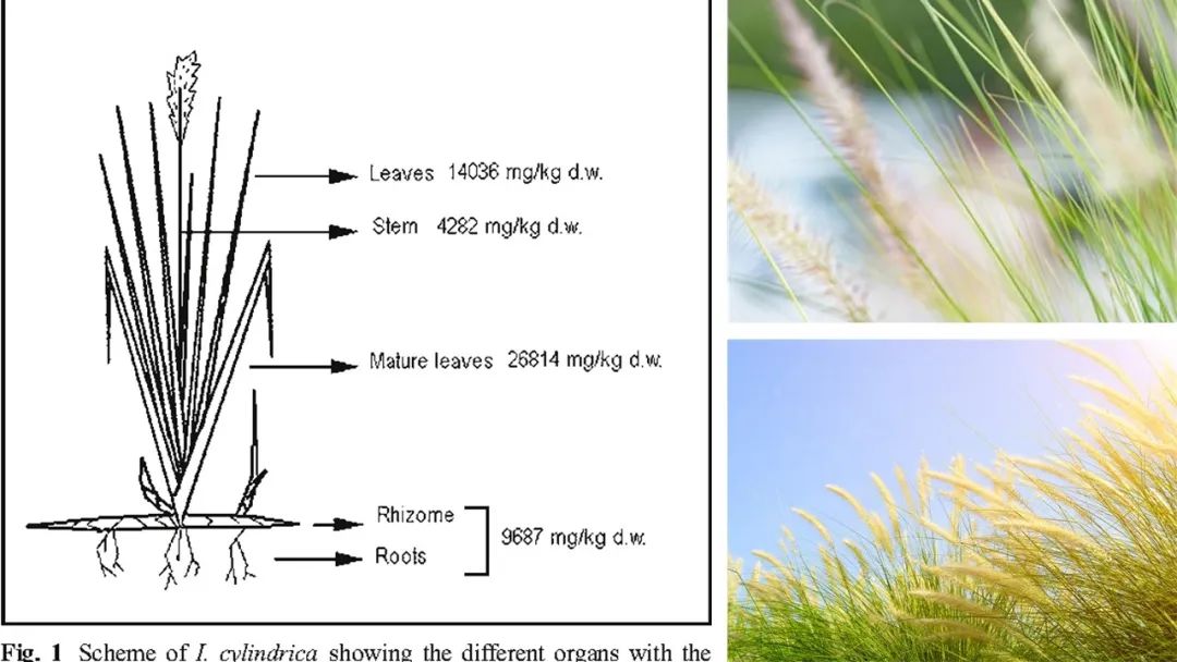 香精與香料(113)—白茅香