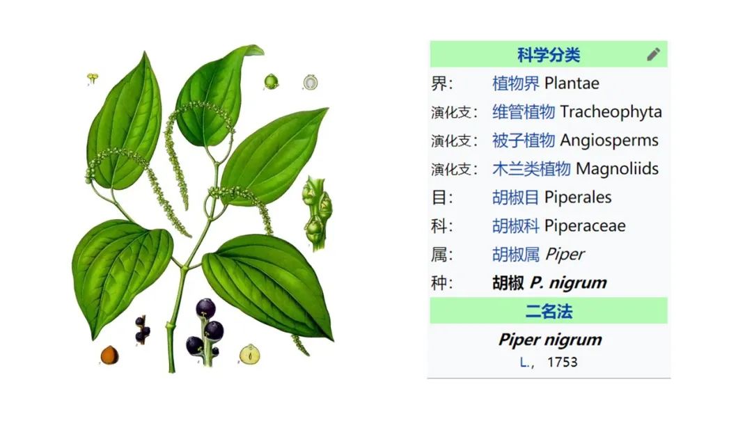 香精與香料(157)—胡椒