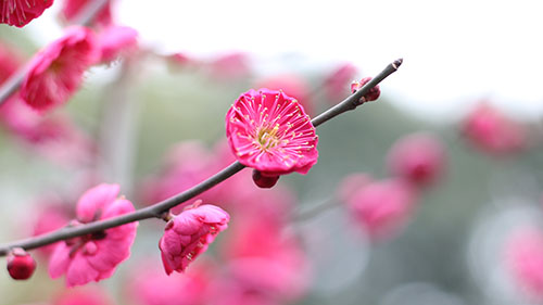 梅花香精